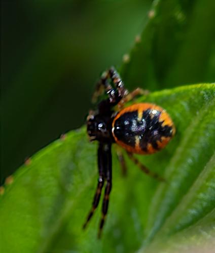 Réf. 318 485 : Synema globosum
